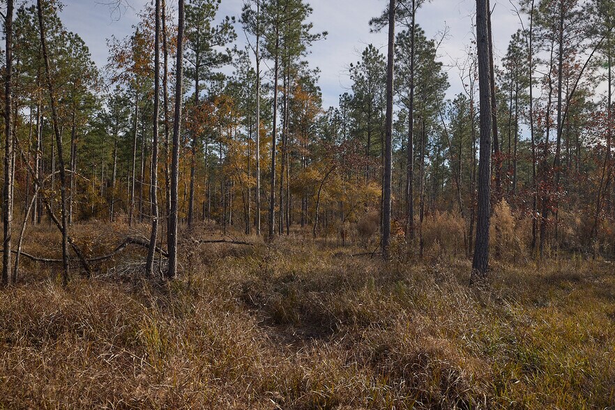 More Photos Of 480 Martin Rd, Cotton Valley Land For Sale