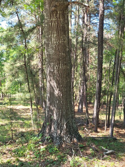 More Photos Of 500 S Pine Lake Rd, Montgomery Land For Sale