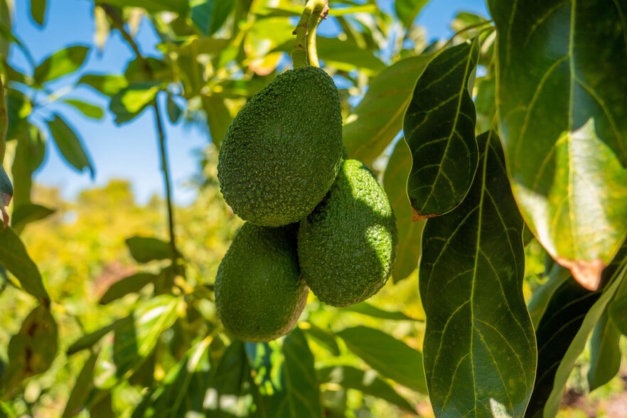 More Photos Of 15-16 Camaron Rd, Temecula Land For Sale