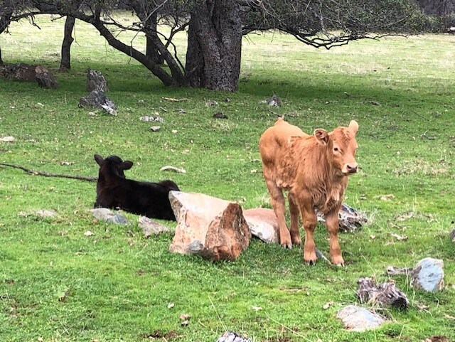 More Photos Of 1484 Oregon Gulch, Oroville Land For Sale