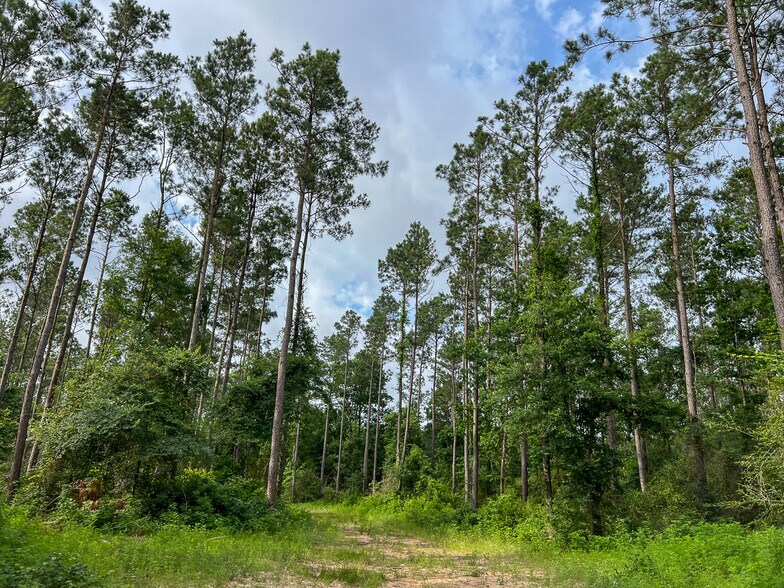 More Photos Of Farm to Market Road 1725, Willis Land For Sale