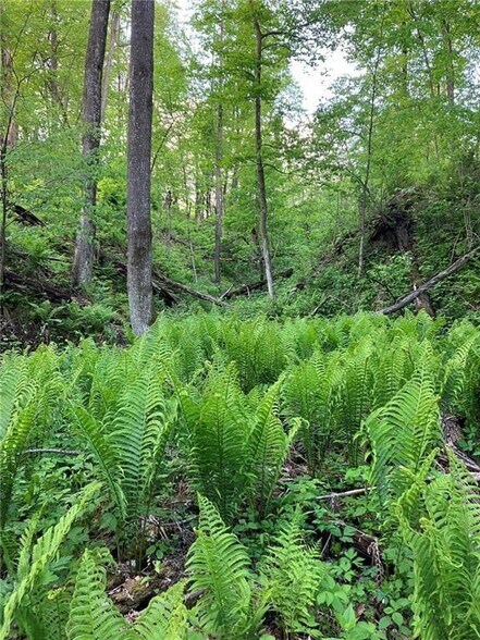 More Photos Of N3953 Bear Pen Rd, Arkansaw Land For Sale