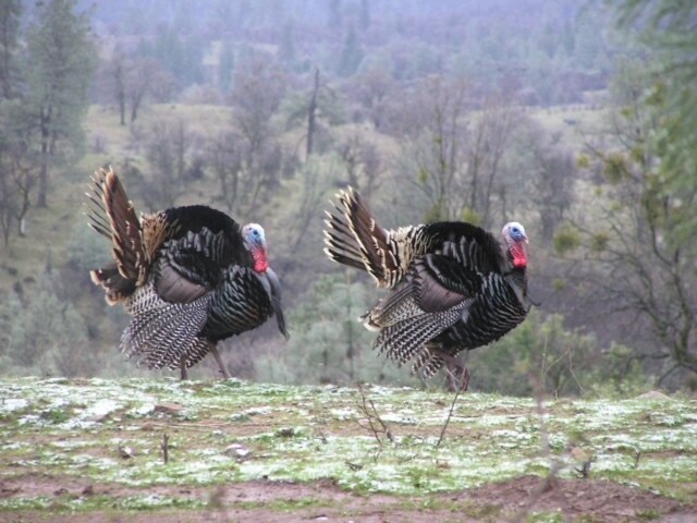 More Photos Of 14388 Fern Rd, Whitmore Land For Sale