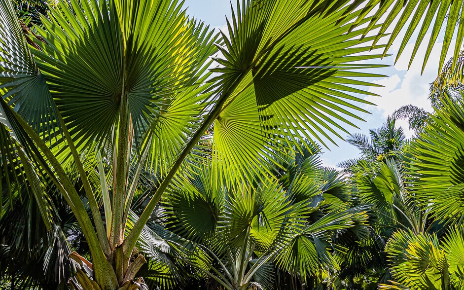 More Photos Of 27-2760 Hawaii Belt Rd, Pepeekeo Land For Sale