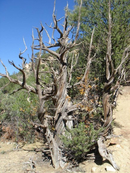 More Photos Of 791A CR, Tierra Amarilla Land For Sale