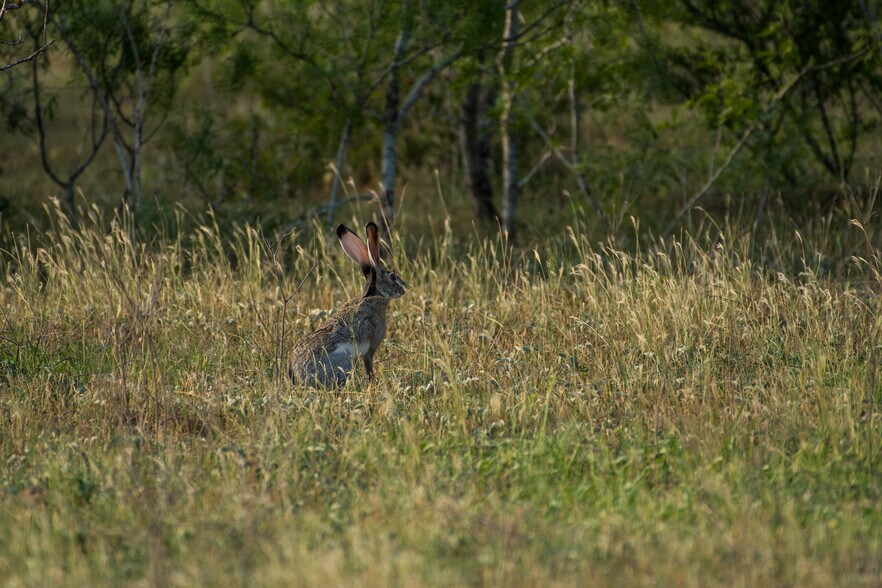 More Photos Of 5279 FM 1117, Nixon Land For Sale