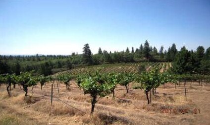 More Photos Of 4771 Greenhills Rd, Placerville Winery Vineyard For Sale