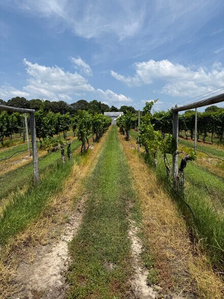 More Photos Of 221 N Delsea Dr, Cape May Court House Winery Vineyard For Sale