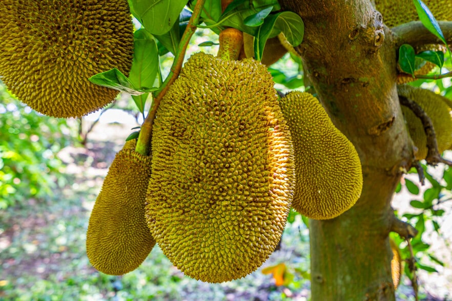 More Photos Of 27804 SW 175th Ct, Homestead Land For Sale