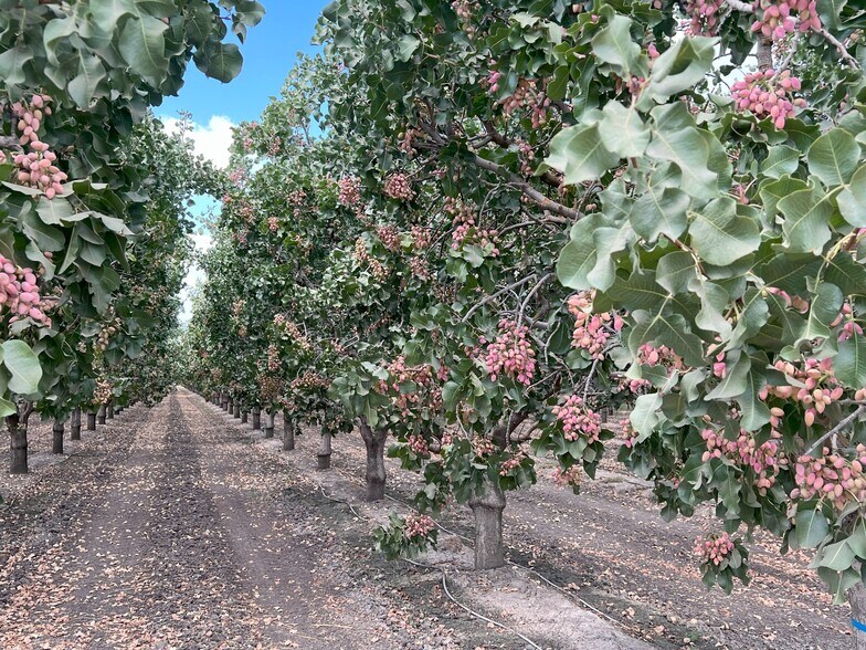 More Photos Of +/-154 Acre Pistachio Orchard - Idaho ave, Hanford Land For Sale