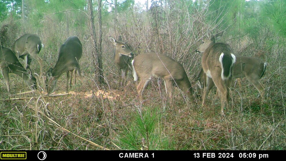 More Photos Of Solomon Dairy rd, Quincy Land For Sale