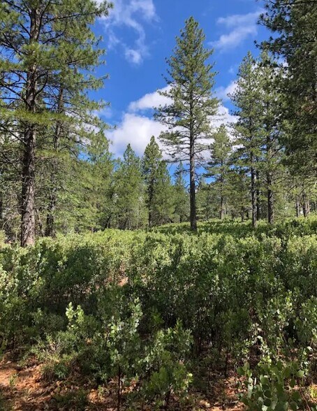 More Photos Of 1989 Tract Shingletown Ridge Rd, Shingletown Land For Sale