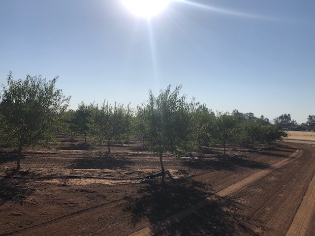 More Photos Of 86.5 +- ac Organic Almonds Shaw Avenue Clovis Ca, Clovis Land For Sale