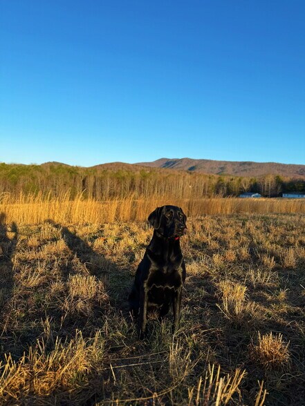 More Photos Of 142 Mace Rd, Casar Land For Sale