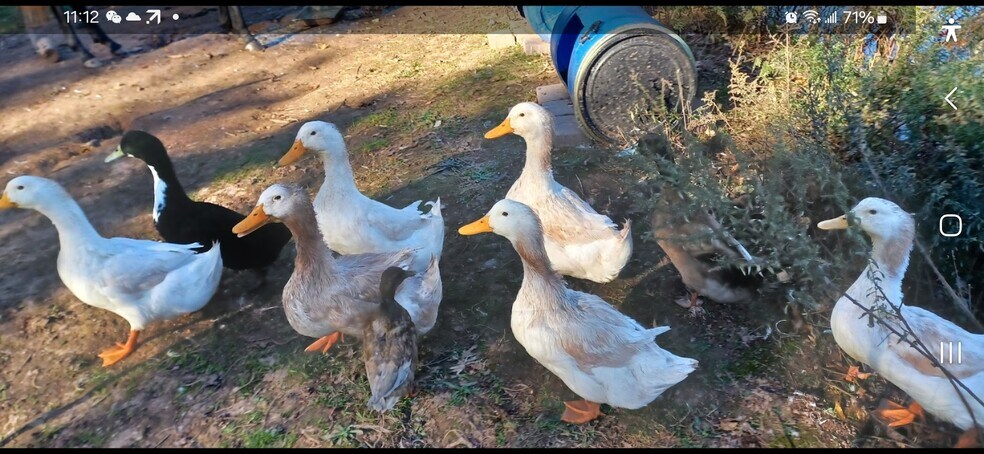 More Photos Of , Catskill Unknown For Sale