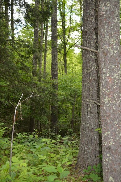 More Photos Of 6421 Highway 91 N, Laurel Bloomery Warehouse For Sale