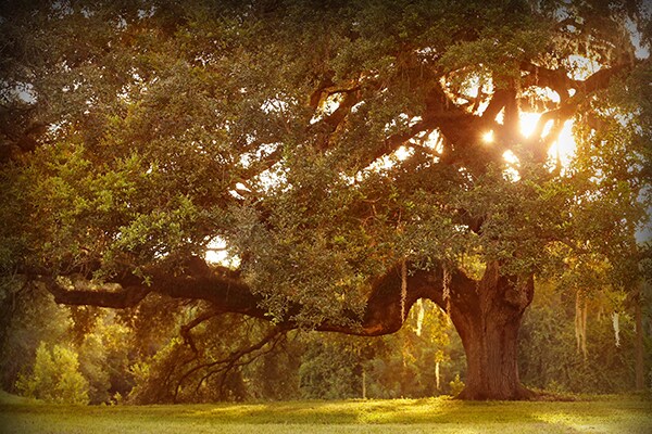 More Photos Of 15871 N River Rd, Alva Land For Sale