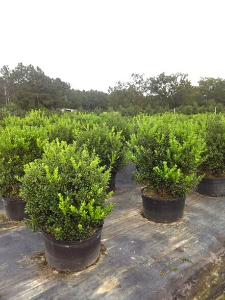 More Photos Of 224 Co Rd 096, Jasper Land For Sale