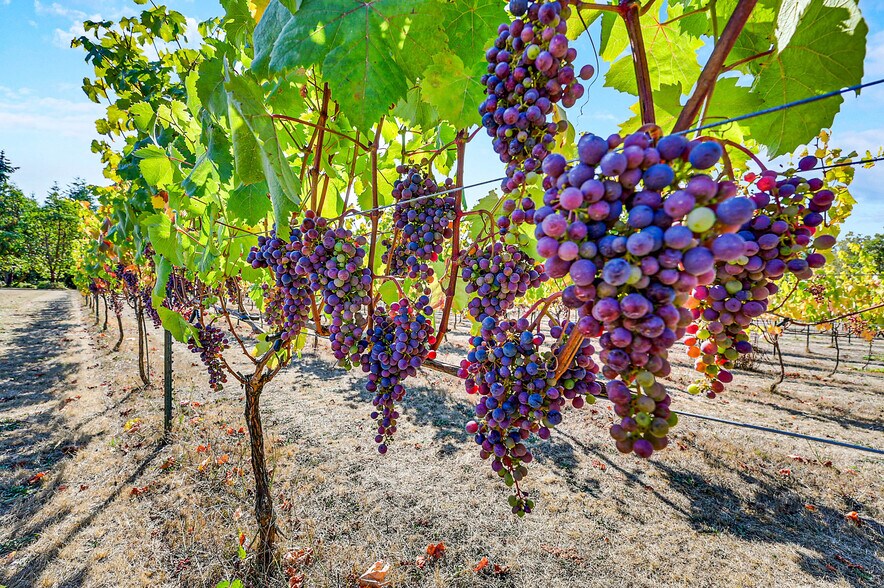 More Photos Of 1673 Woodland Dr, Port Townsend Winery Vineyard For Sale