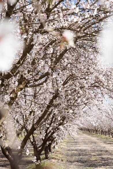 More Photos Of E Terra Bella Ave @ Rd 140, Pixley Land For Sale