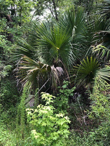 More Photos Of 73 Hope Ln, Saint Marks Land For Sale