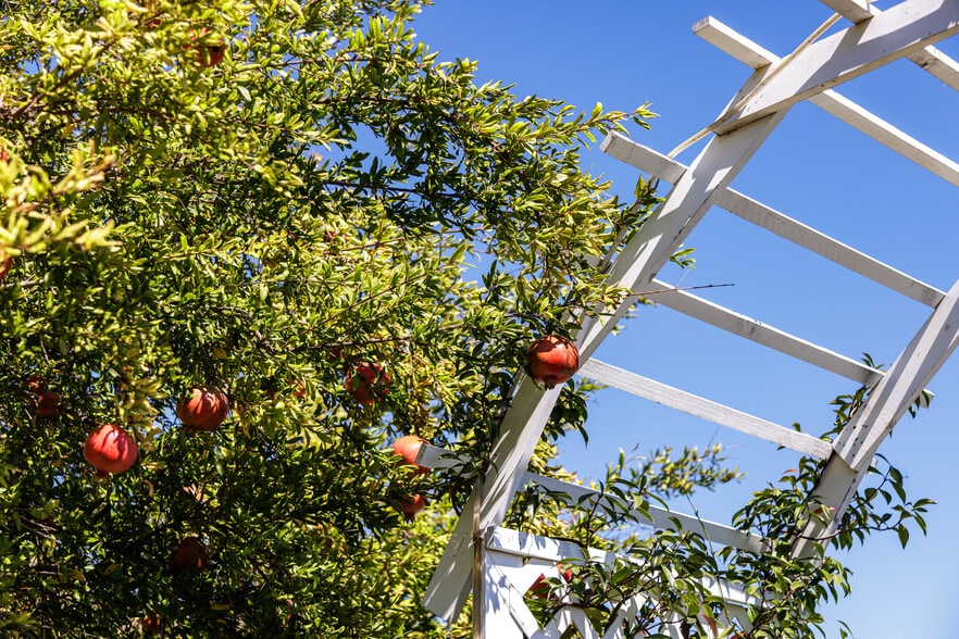 More Photos Of 2286 Sunshine Mountain Rd, San Marcos Winery Vineyard For Sale