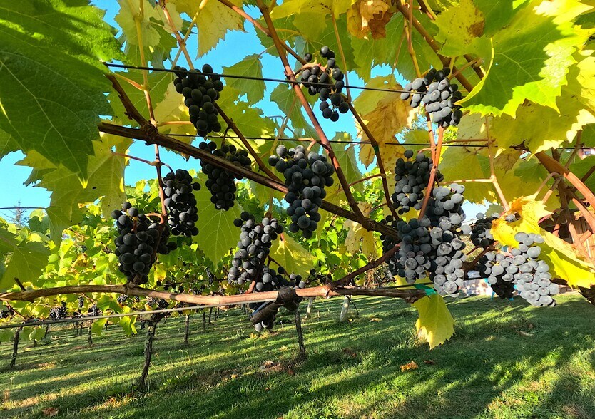 More Photos Of 1673 Woodland Dr, Port Townsend Winery Vineyard For Sale
