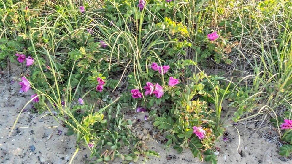 More Photos Of 18 N Shore Rd, Montauk Apartments For Sale