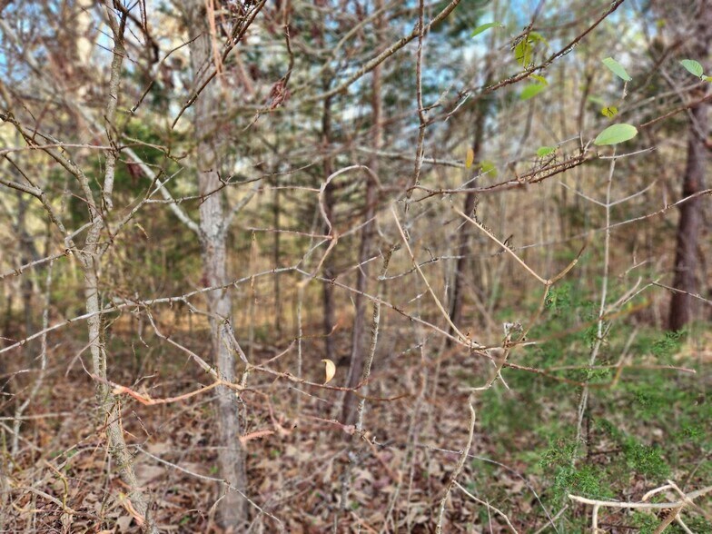 More Photos Of 1310 Mayflower Rd, Sale Creek Land For Sale