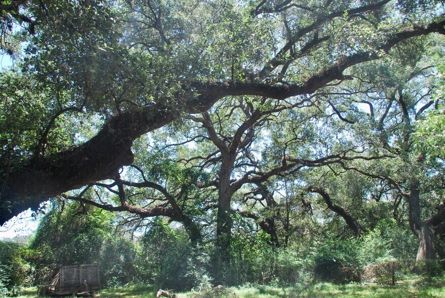 More Photos Of 29 County Road 77B, Hallettsville Land For Sale