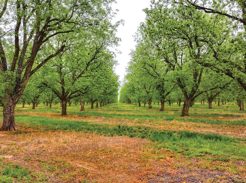 More Photos Of 450 County Road 417, Goldthwaite Land For Sale