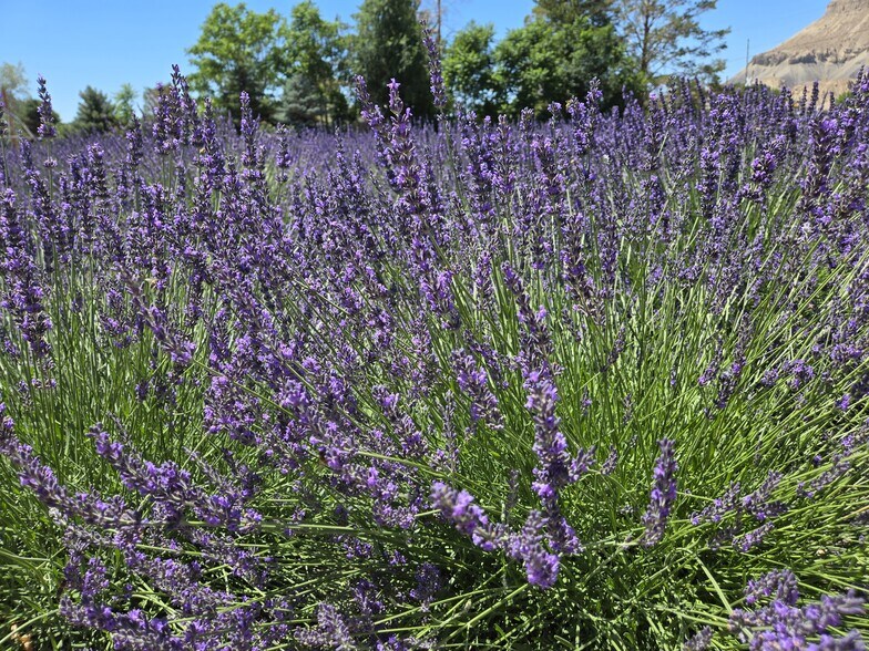 More Photos Of 3669 G Rd, Palisade Freestanding For Sale