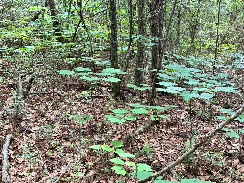 More Photos Of 0 Wilmer, Wilmer Land For Sale