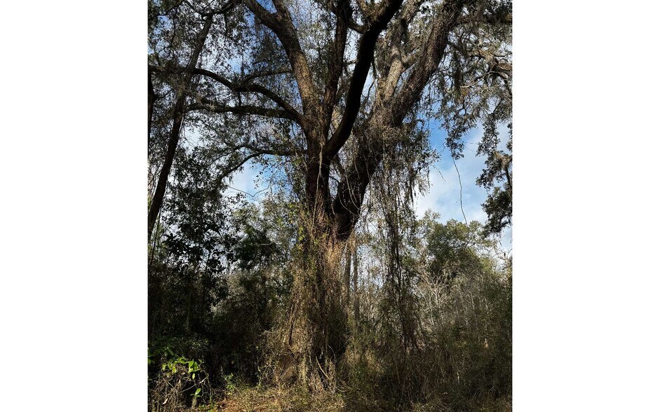 More Photos Of TBD 59th Dr, Wellborn Land For Sale