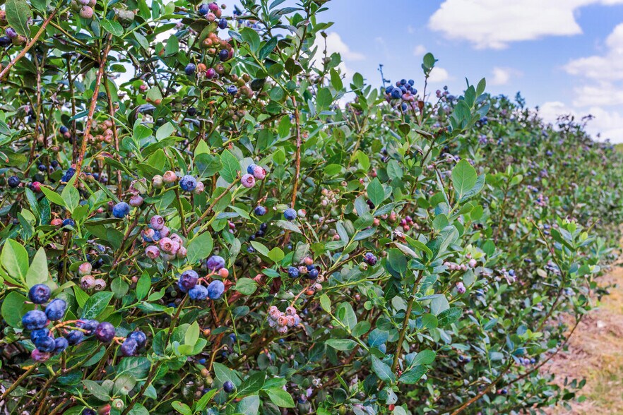 More Photos Of 3674 FL-64, Zolfo Springs Land For Sale