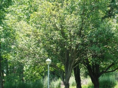 Primary Photo Of 1056 S Saint Marys St, Saint Marys Land For Sale