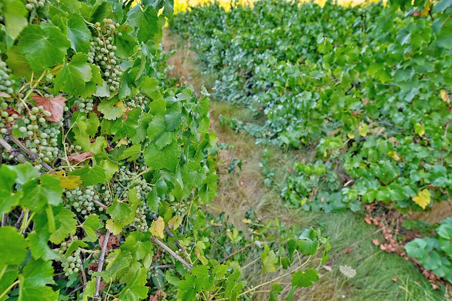 More Photos Of 3900 Holland Rd loop, Cave Junction Winery Vineyard For Sale