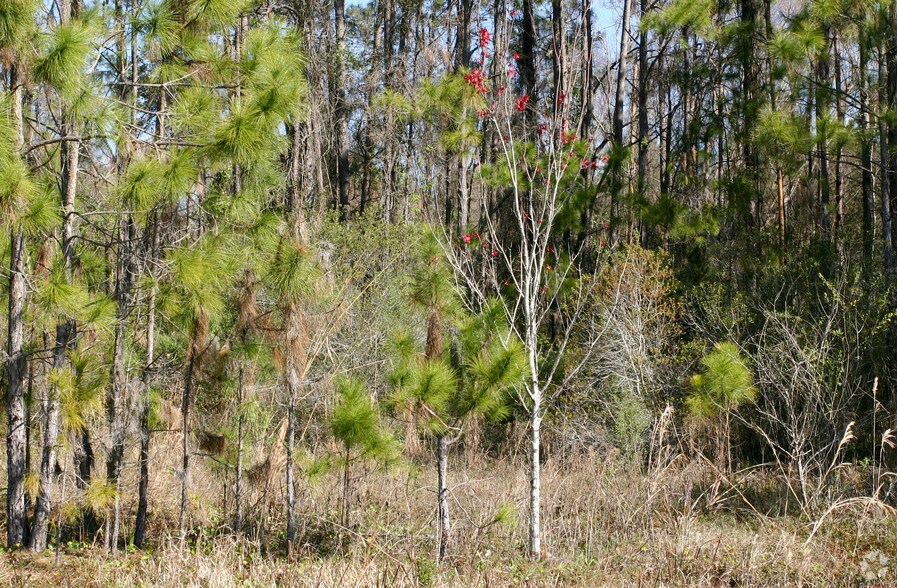 More Photos Of 2180 SR 16, Saint Augustine Land For Sale