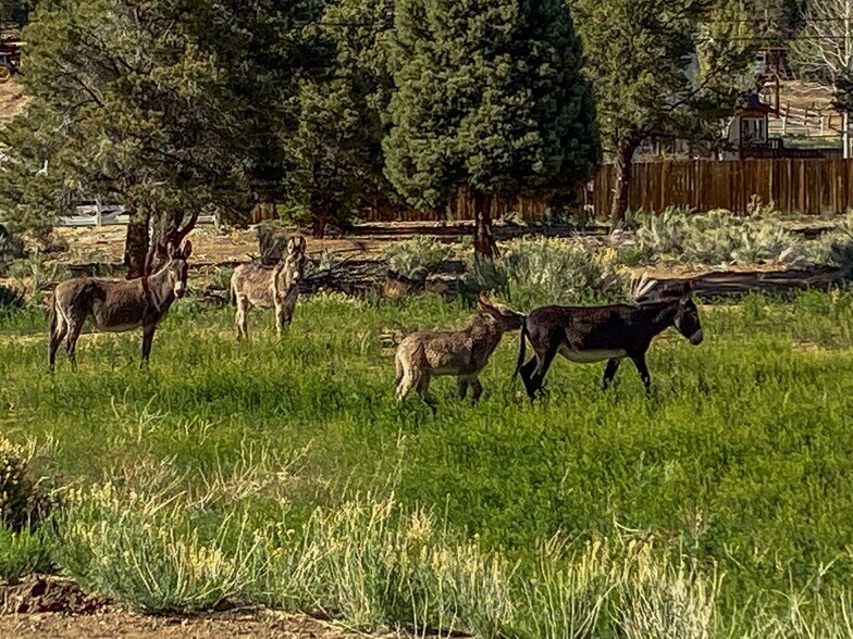 More Photos Of 550 Eagle Rdg Ln, Big Bear Lake Land For Sale