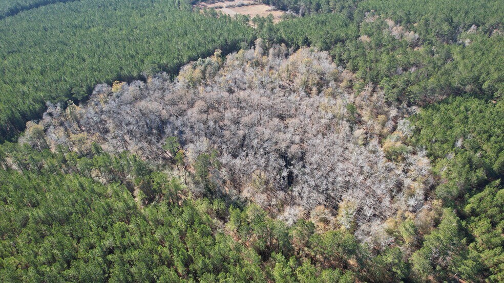 More Photos Of 17675 Cedar Springs Rd, Blakely Land For Sale