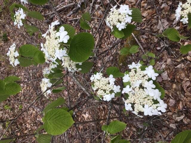 More Photos Of 00 Keefe Way, Ellsworth Land For Sale