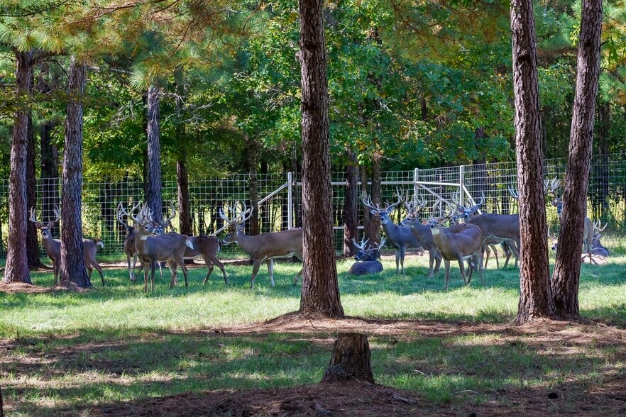 More Photos Of 18618 Hwy 43, Linden Land For Sale