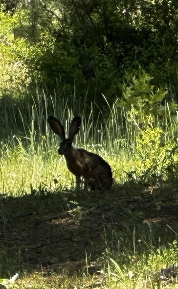 More Photos Of 5110 Sly Park Rd, Pollock Pines Land For Sale