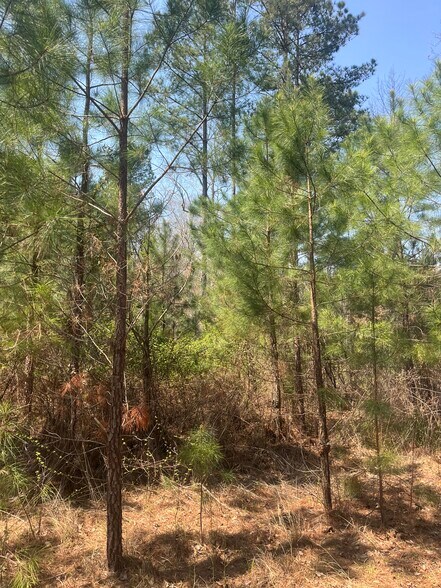 More Photos Of Healing Acres Ln, Carthage Land For Sale