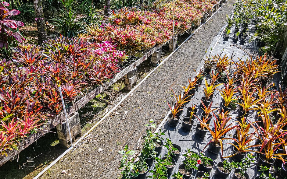 More Photos Of 27-2760 Hawaii Belt Rd, Pepeekeo Land For Sale