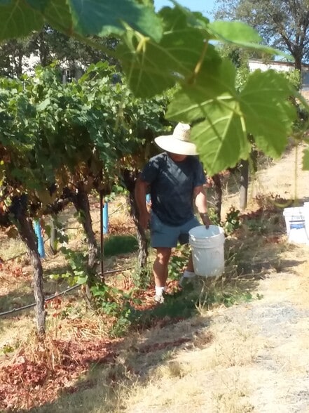More Photos Of 7071 Ridge Road, Newcastle Winery Vineyard For Sale