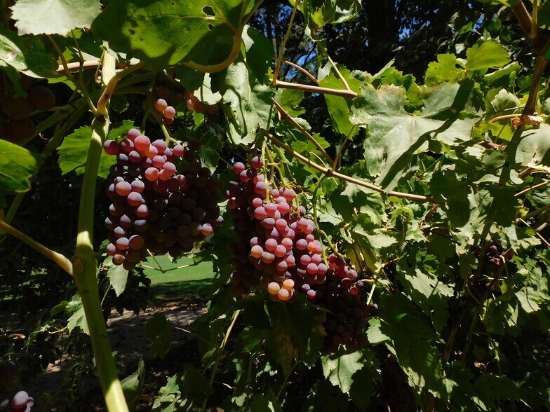 More Photos Of 8241 Koch Rd, Bakersfield Land For Sale