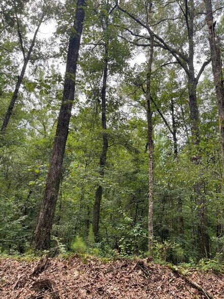 More Photos Of 17796 Dry Branch loop, Northport Land For Sale