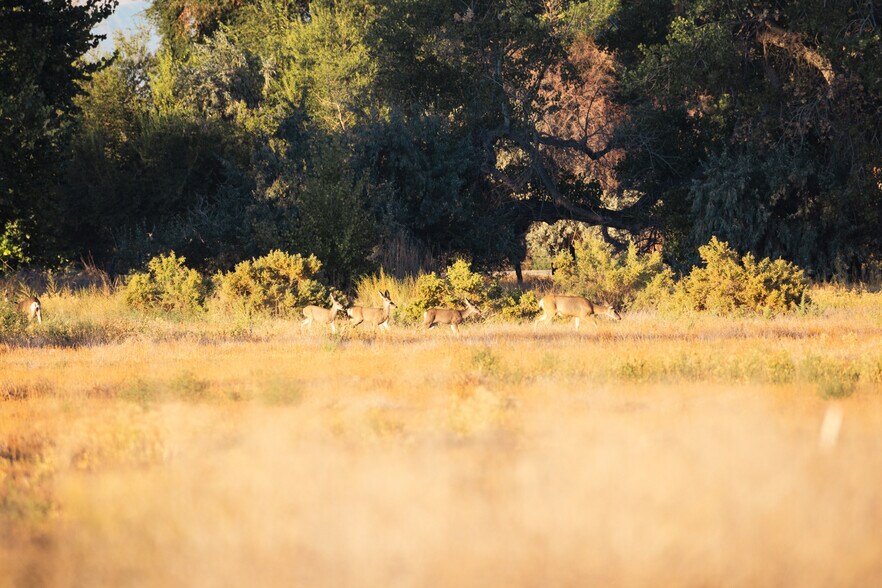 More Photos Of Venturacci Lane, Fallon Land For Sale