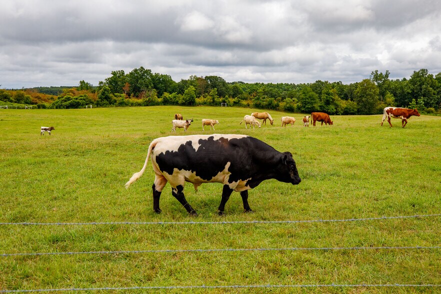 More Photos Of 3262 County Road 6, Hackleburg Land For Sale